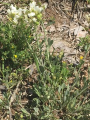 Physaria ovalifolia alba