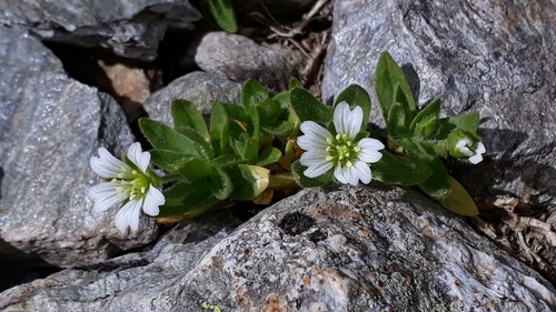 Image of Cerastium pedunculatum by (c) Alessia Guggisberg, some rights reserved (CC BY-SA)