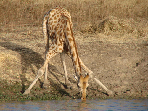 Kordofan Giraffe