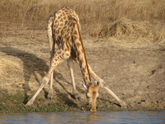 Giraffa camelopardalis antiquorum