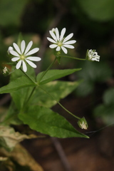 Stellaria bungeana