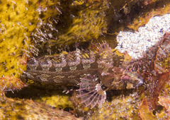 Heteroclinus roseus