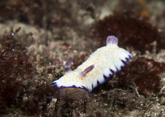 Goniobranchus aureopurpureus