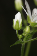 Stellaria bungeana