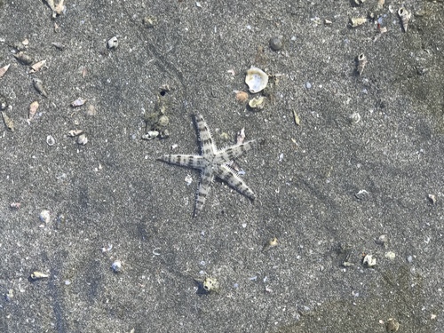 Archaster typicus