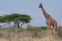 Giraffa camelopardalis reticulata
