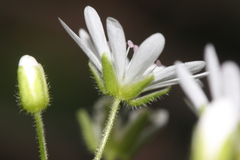 Stellaria bungeana