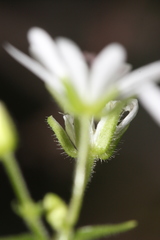 Stellaria bungeana