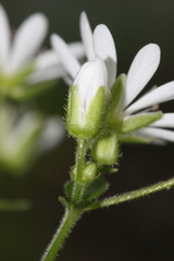 Stellaria bungeana