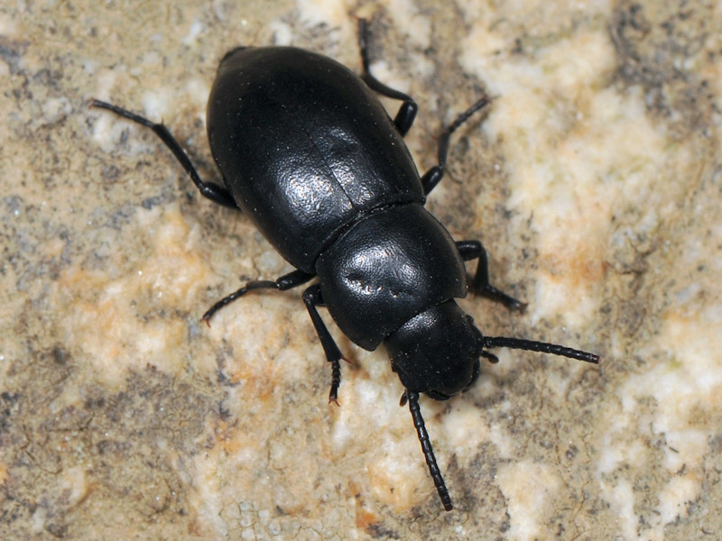 Dailognatha