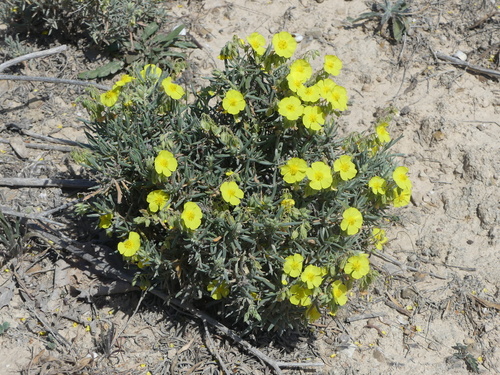 Image of Helianthemum syriacum by no rights reserved