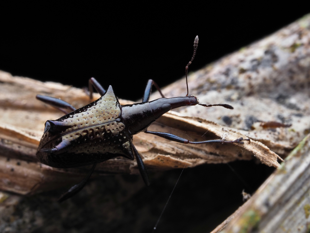 Scolopterus aequus