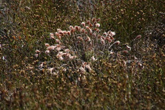 Thamnochortus acuminatus