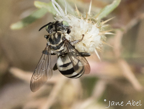 Triepeolus argyreus