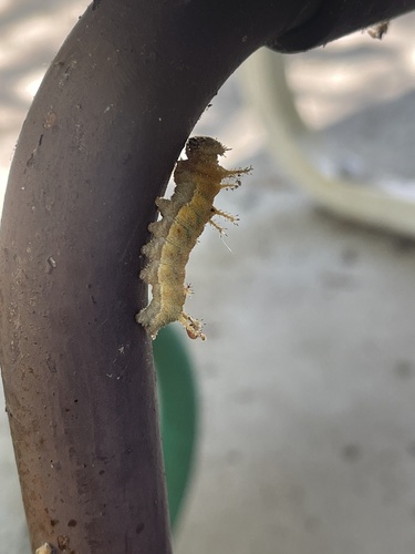 iNaturalist observation photo of Butterflies and Moths