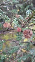 Weinmannia tomentosa