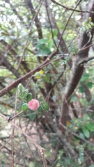 Weinmannia tomentosa