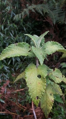 Munnozia senecionidis