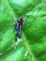 Evacanthus nigramericanus