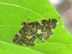 Anageshna