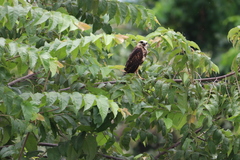 Buteo nitidus image