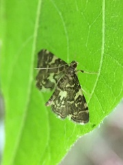 Anageshna