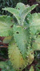 Munnozia senecionidis