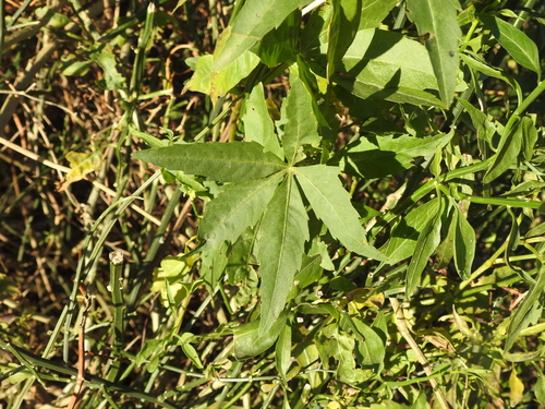 Image of Cissus palmata by (c) Eduardo Luis Beltrocco, some rights reserved (CC BY)