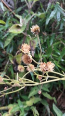 Munnozia senecionidis
