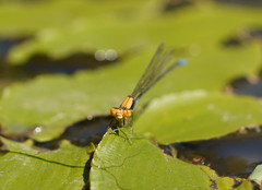 Pseudagrion aureofrons