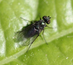 Diaphorinae