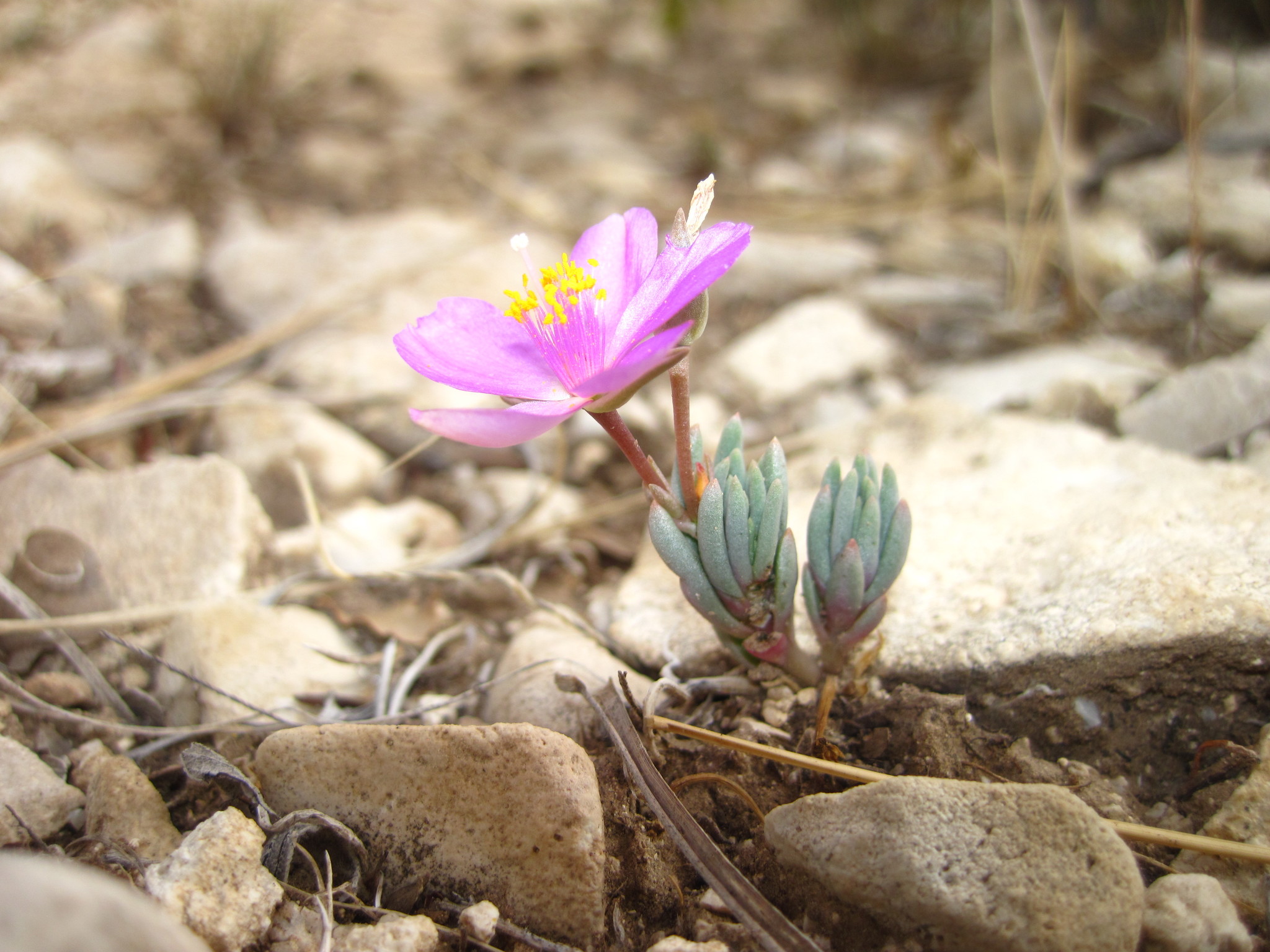 Phemeranthus