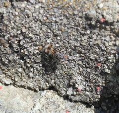 Pseudotephritis vau