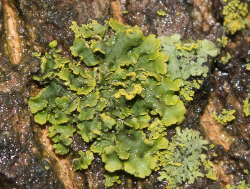 Powdery Sunburst Lichen