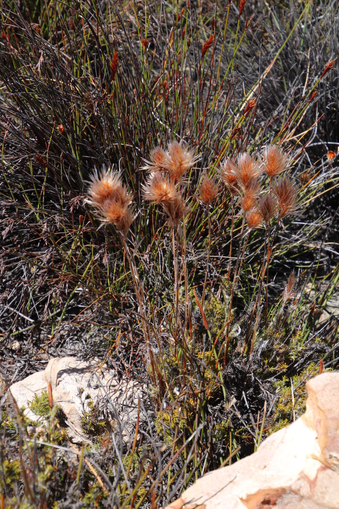 Thamnochortus stokoei