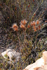 Thamnochortus acuminatus