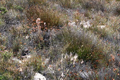 Thamnochortus acuminatus