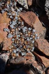 Helichrysum zwartbergense