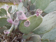Opuntia cacanapa