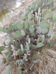 Opuntia cacanapa