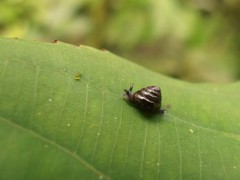 Habroconus