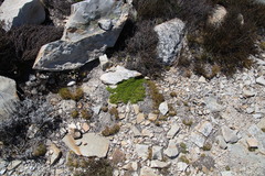 Aspalathus pedicellata