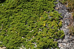 Aspalathus pedicellata