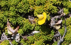 Aspalathus pedicellata