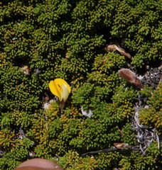 Aspalathus pedicellata