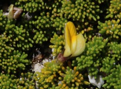 Aspalathus pedicellata