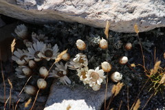 Helichrysum stoloniferum