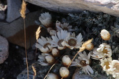 Helichrysum stoloniferum