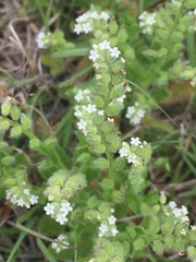 Myosotis verna