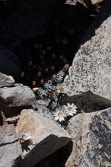 Helichrysum stoloniferum